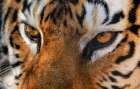 USA, Indiana, Center Point. Close-up of tigers face. Art Print
